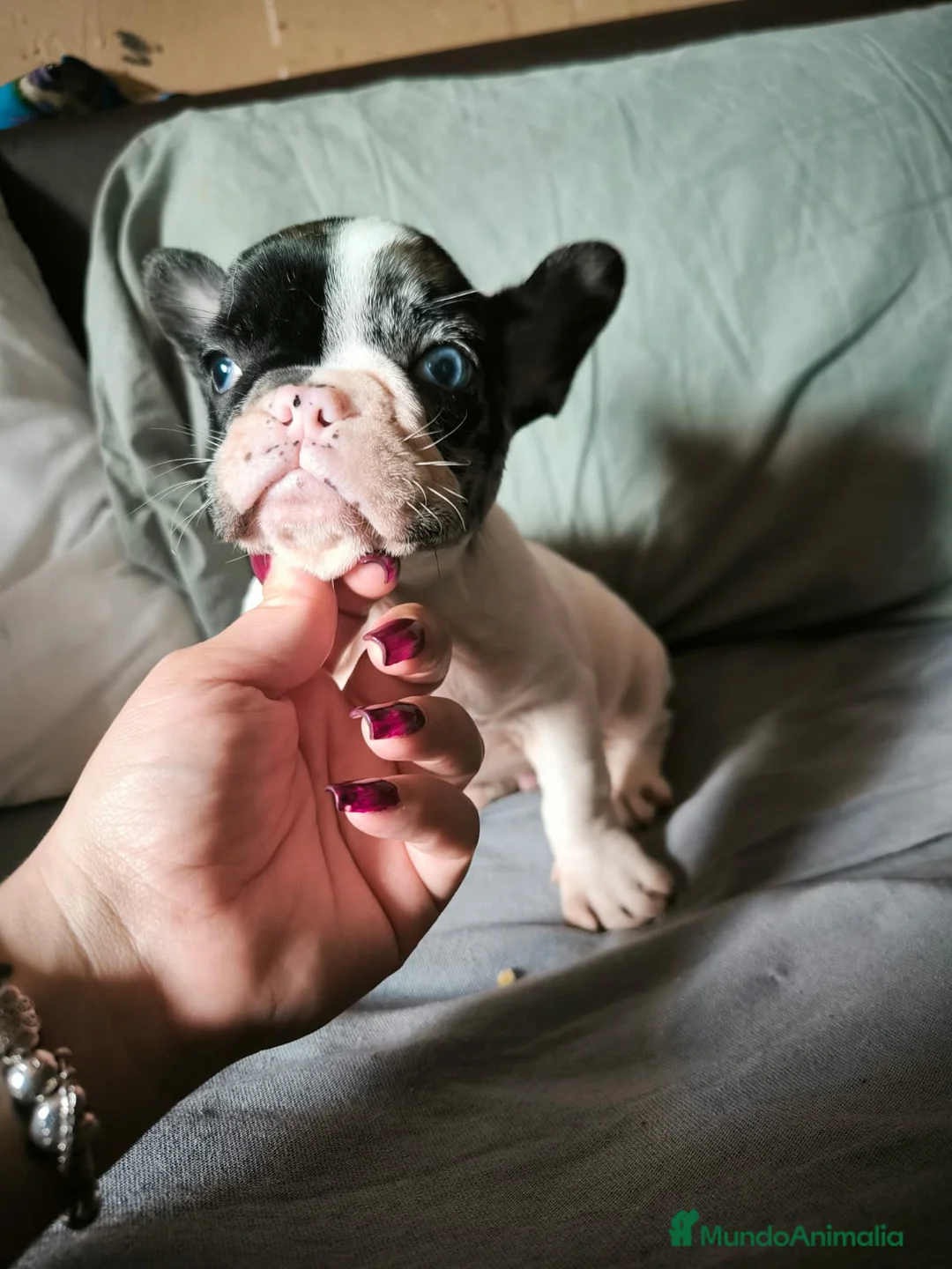 Bulldog Francés perros en venta: BULLDOG FRANCÉS MERLE en Madrid - Anuncio 12