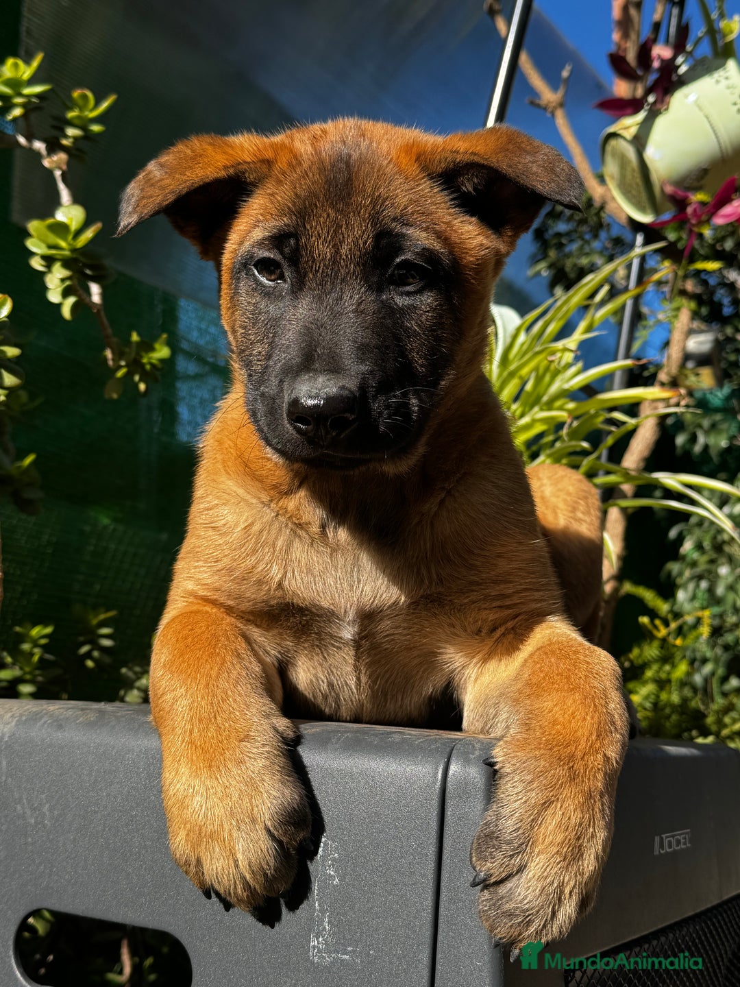 Pastor Belga Malinois perros en venta: Pastor Belga Malinois - Anuncio 22
