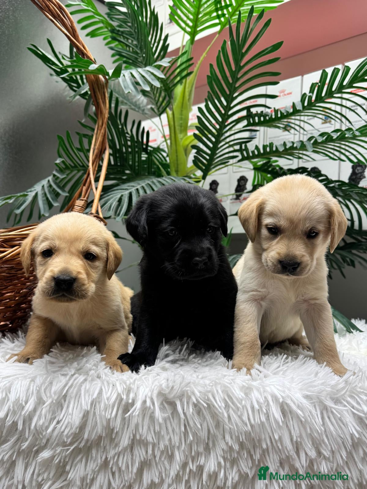 Labrador Retriever perros LABRADOR RETREVIER - Anuncio 1