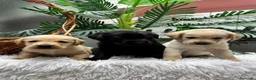 Labrador Retriever perros en venta: LABRADOR RETREVIER - Anuncio 1