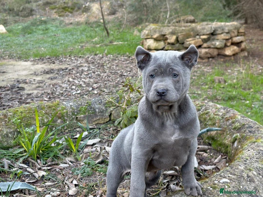 Thai Ridgeback Dog perros en venta: 🐕🐾🐾 Thai Ridgeback Dog - Exclusividad Absoluta! - Anuncio 3