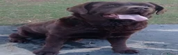 Labrador Retriever perros en venta: Labradores de Quercuscan - Anuncio 3