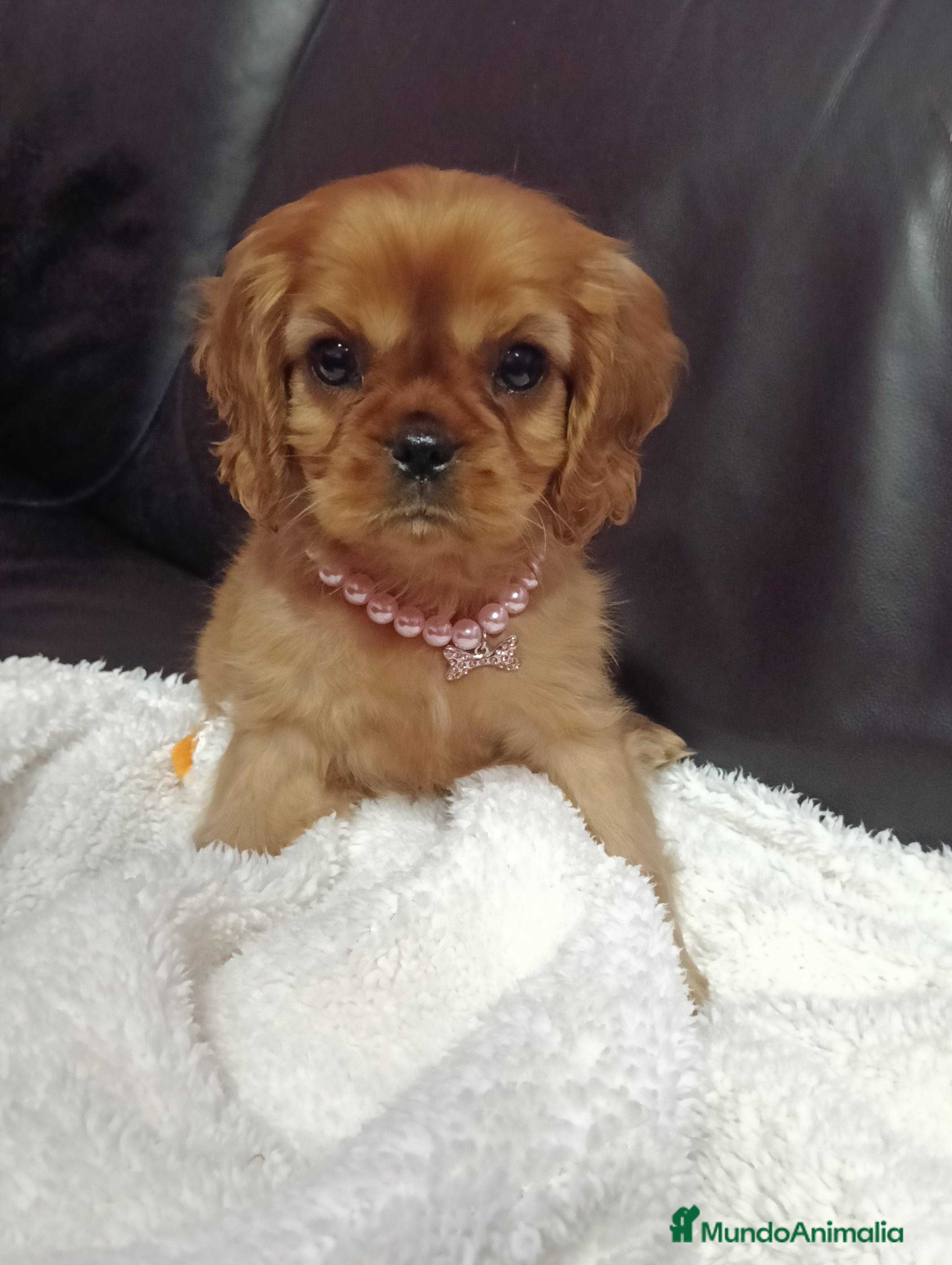 Cavalier King Charles Spaniel perros Hembra Ruby alta calidad - Anuncio 1