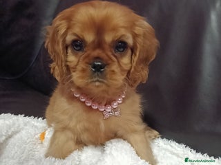 Cavalier King Charles Spaniel perros Hembra Ruby alta calidad - Anuncio 1