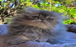 Persa gatos en venta: GATITA PERSA HEMBRA - Anuncio 3