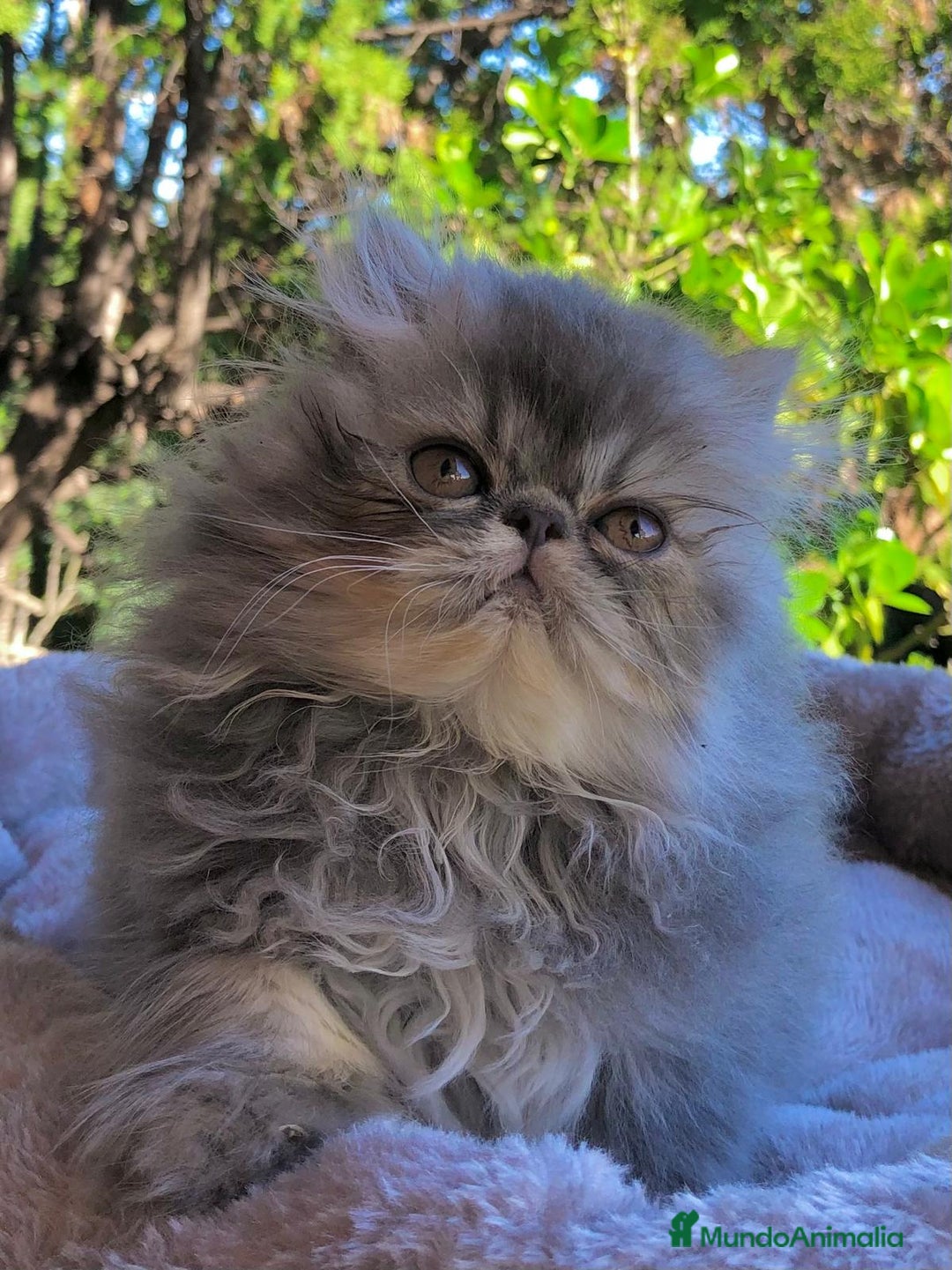 Persa gatos en venta: GATITA PERSA HEMBRA - Anuncio 3