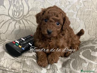 Caniche Toy perros caniche toy rojo - Anuncio 25
