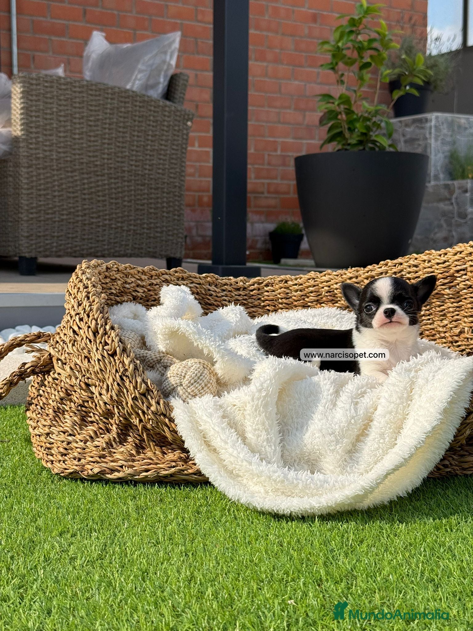 Chihuahua perros en venta: CHIHUAHUA TOY - Anuncio 2