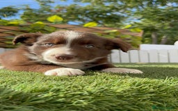 Border Collie perros en venta: BORDER COLLIE HEMBRA - Imagen 10