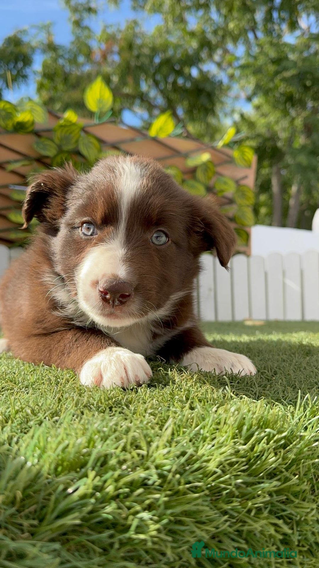 Border Collie perros en venta: BORDER COLLIE HEMBRA - Imagen 10