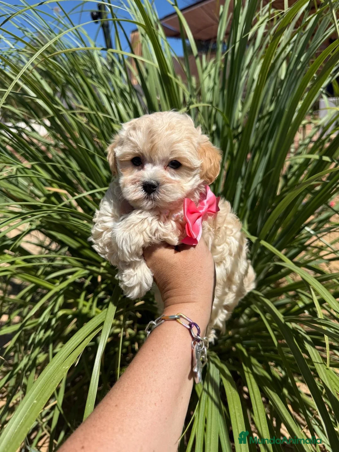 Maltipoo perros en venta: Maltipoo hembra Toy!!!! - Anuncio 4