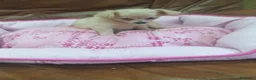 Chihuahua perros en venta: CHIHUAHUA TOY  - Anuncio 8