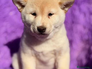 Shiba Inu perros SHIBA INU BLANCO HEMBRA - Anuncio 2