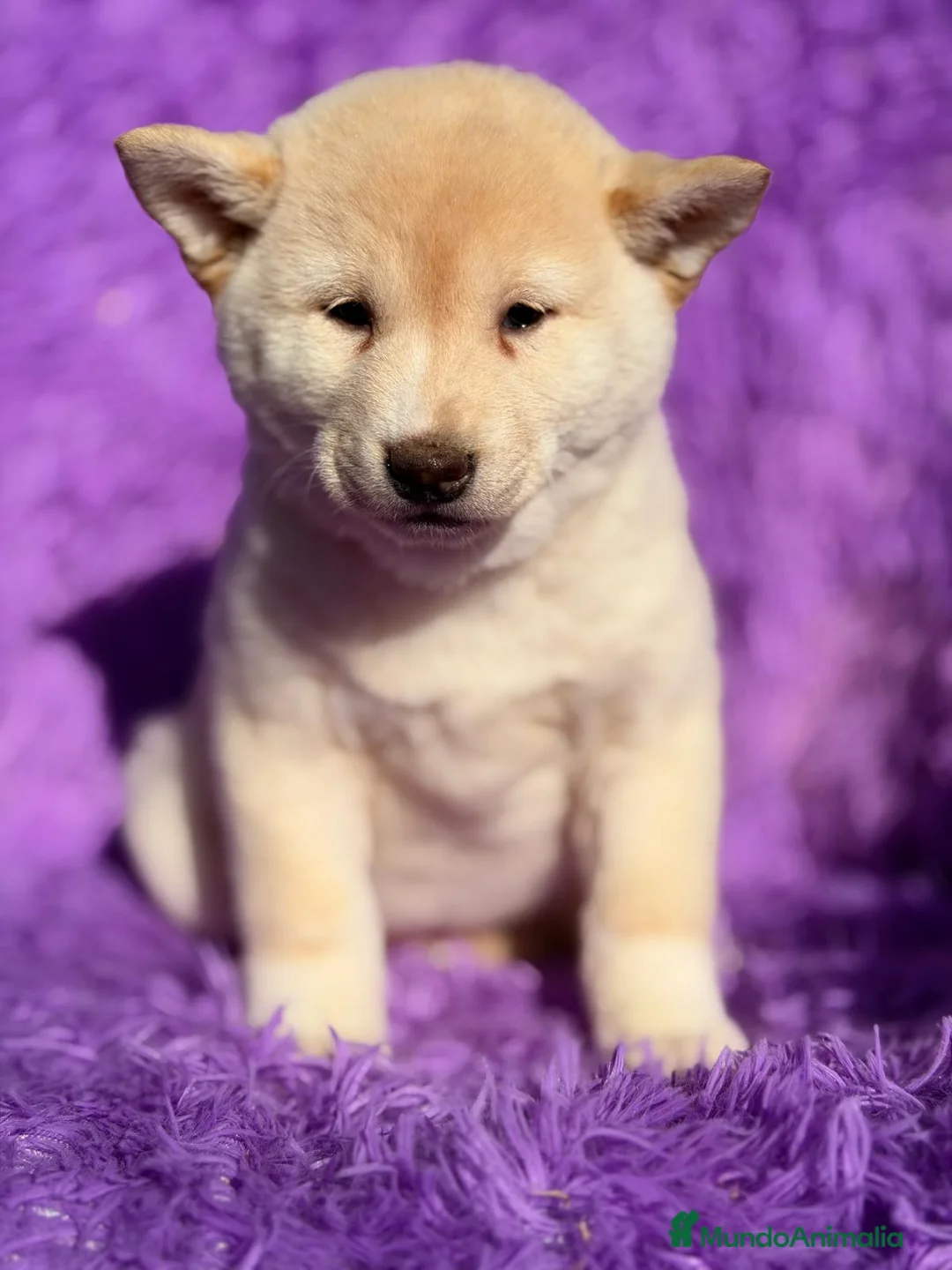 Shiba Inu perros en venta: SHIBA INU BLANCO HEMBRA - Anuncio 1