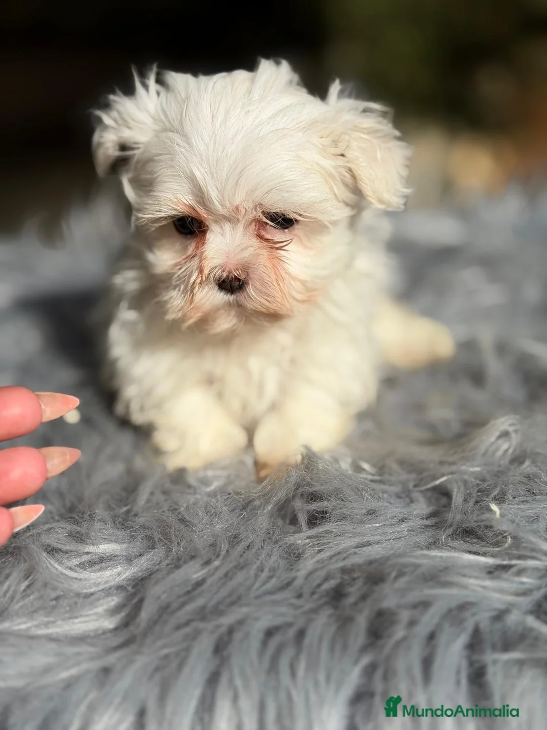 Bichón Maltés perros en venta: BICHÓN MALTÉS MACHO - Anuncio 6