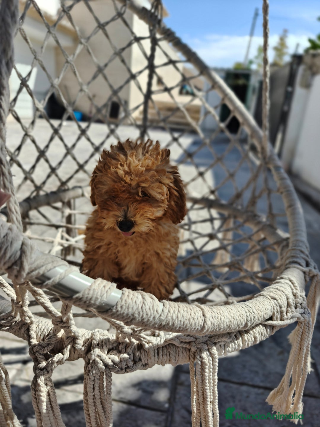 Caniche Toy perros en venta: Caniche Toy excelente  - Imagen 4
