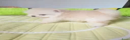 Pomerania perros en venta: Lulu pomerania  - Anuncio 2