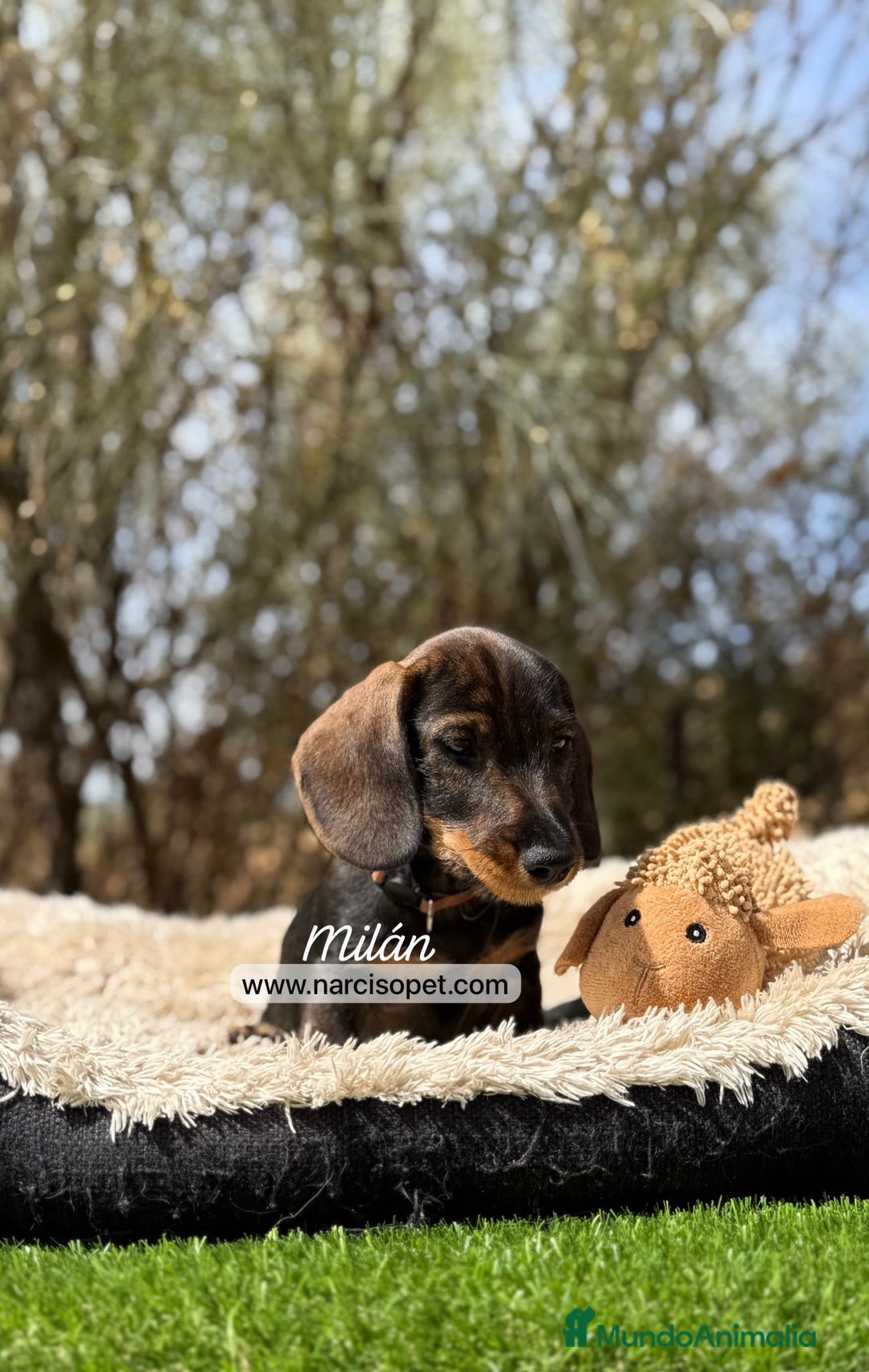 Teckel Miniatura perros en venta: VENTA DE TECKEL PELO DURO en Ciudad Real - Imagen 3