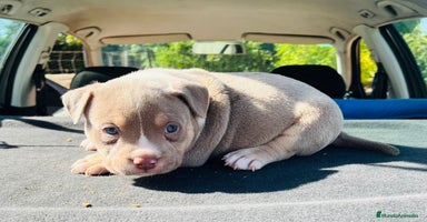 American Bully perros - Anuncio 7