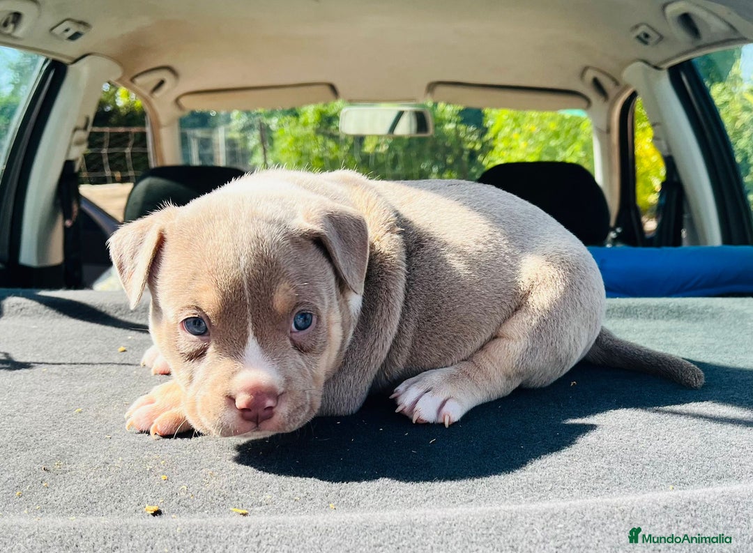 American Bully perros en venta: American bully pocket  - Imagen 3