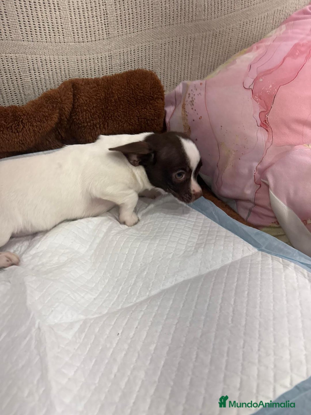 Chihuahua perros en venta: Chihuahua hembra - Anuncio 3