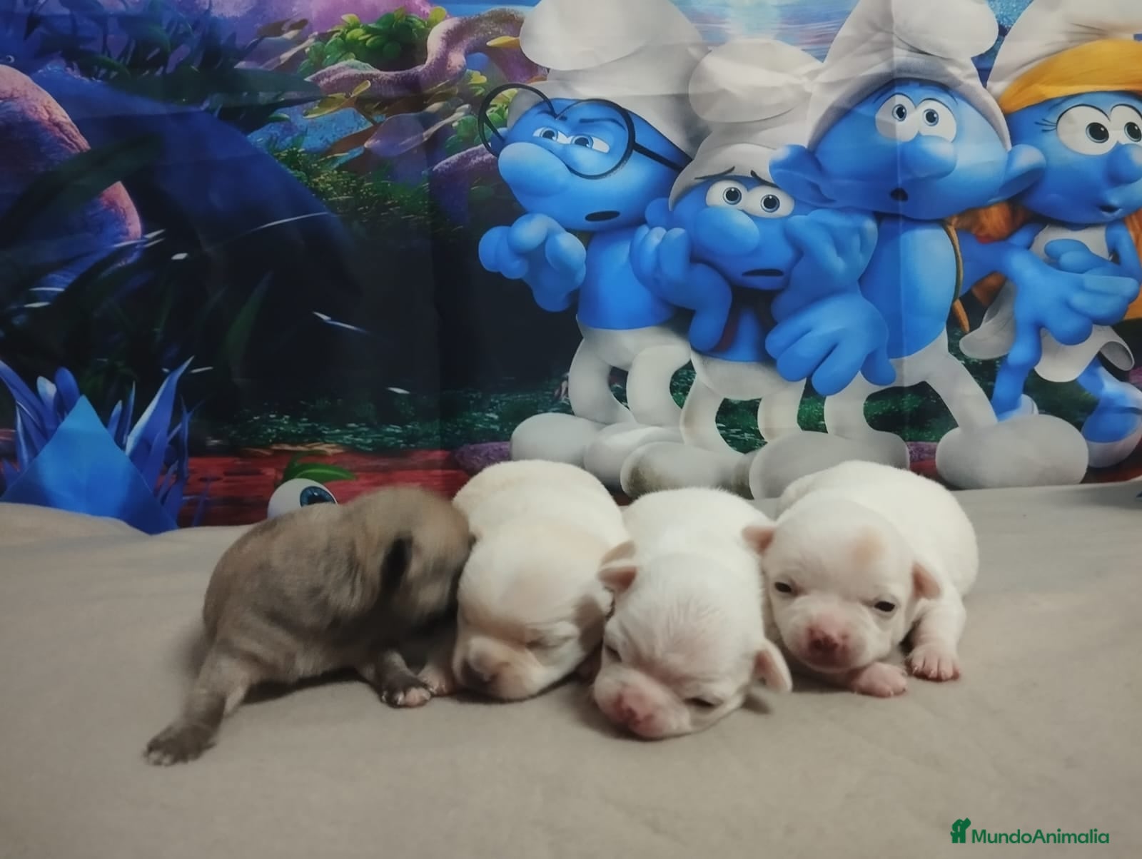 Chihuahua perros Chihuahuas toy cabeza de manzana  - Anuncio 5