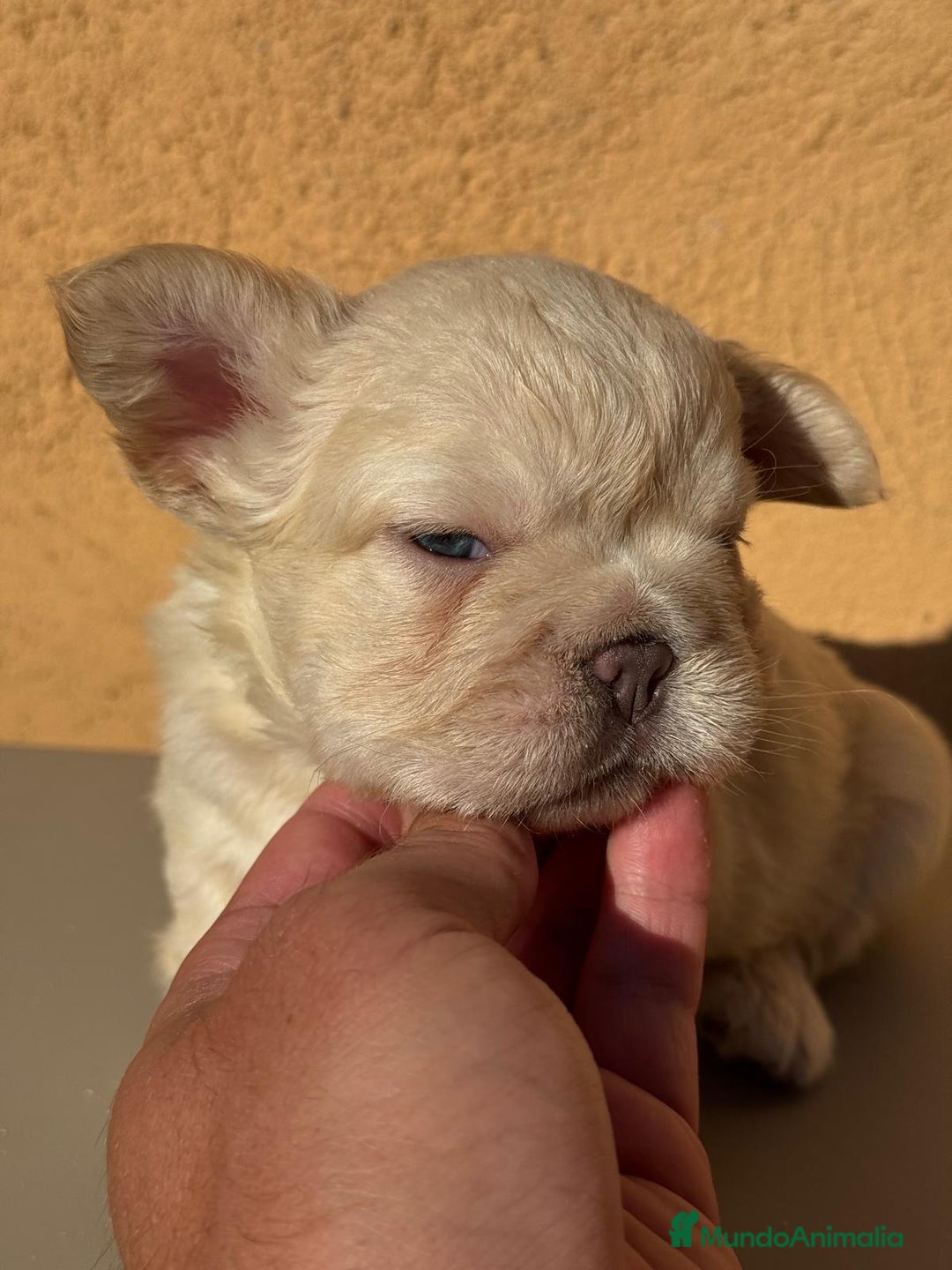 Bulldog Francés perros en venta: CAMADA BULLDOG FRANCÉS FLUFFY - Imagen 3
