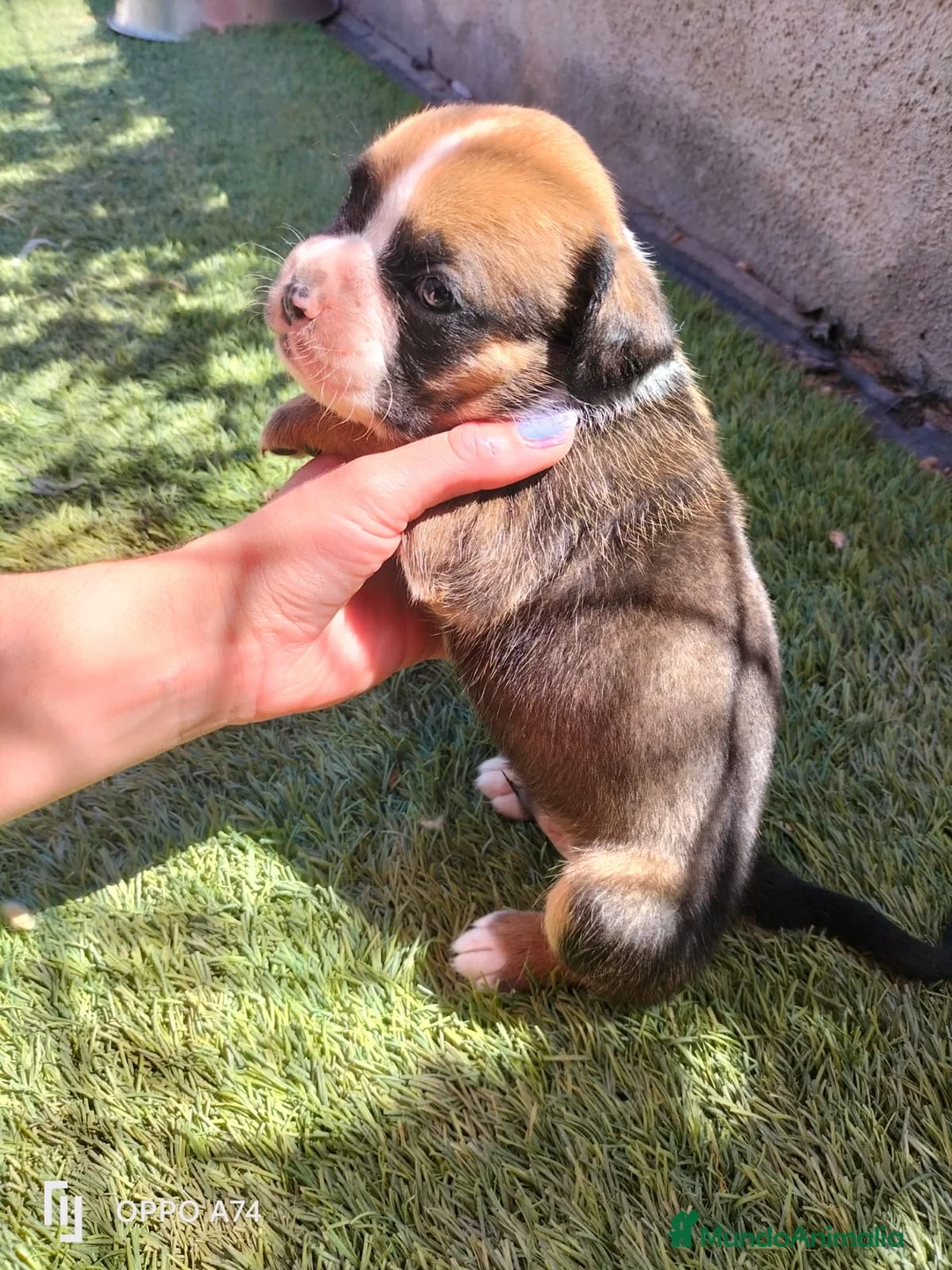 Boxer perros en venta: Boxer  - Anuncio 2