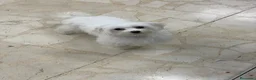 Bichón Maltés perros en venta: Cachorritos bichon maltés americanos - Anuncio 2