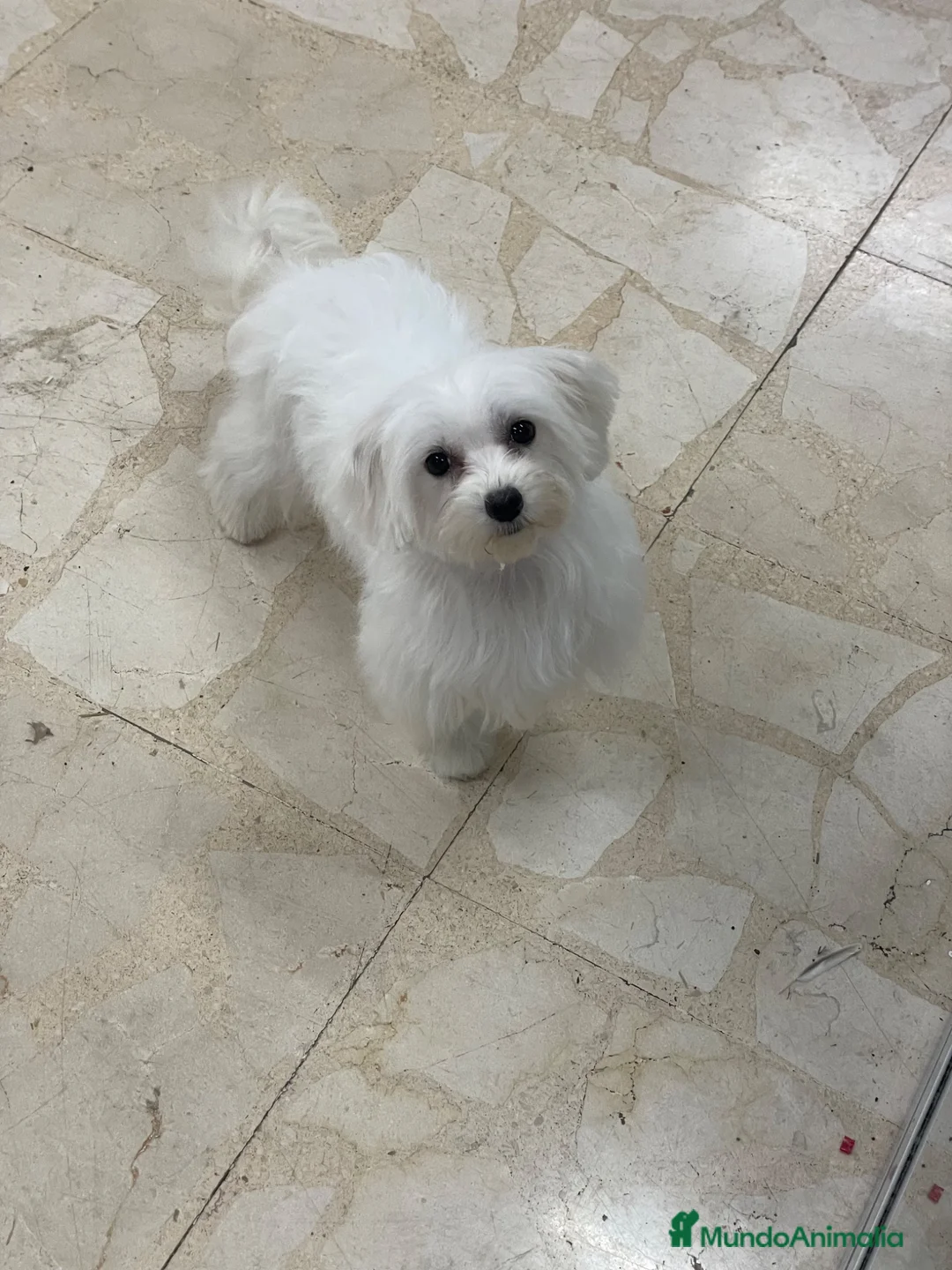 Bichón Maltés perros en venta: Cachorritos bichon maltés americanos - Anuncio 2