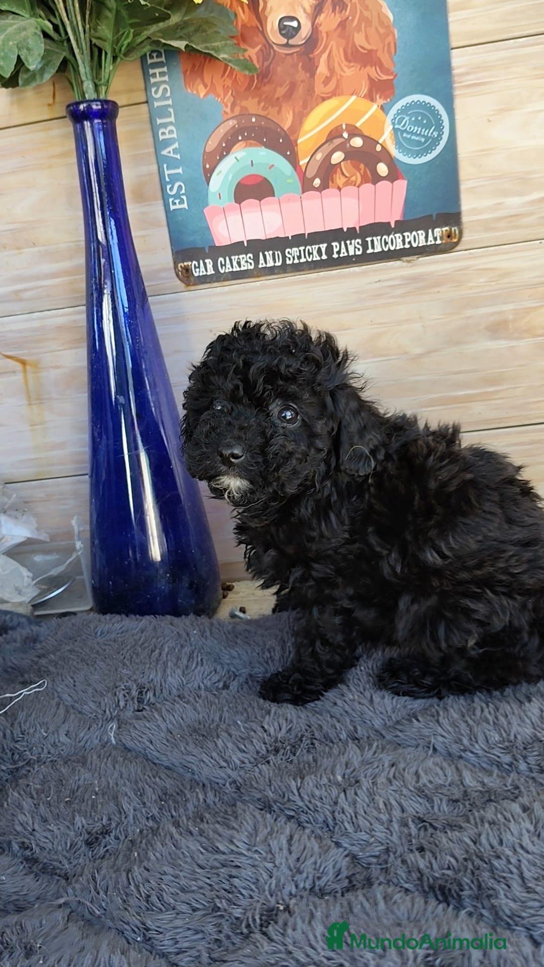 Caniche Toy perros Caniche toy - Anuncio 9