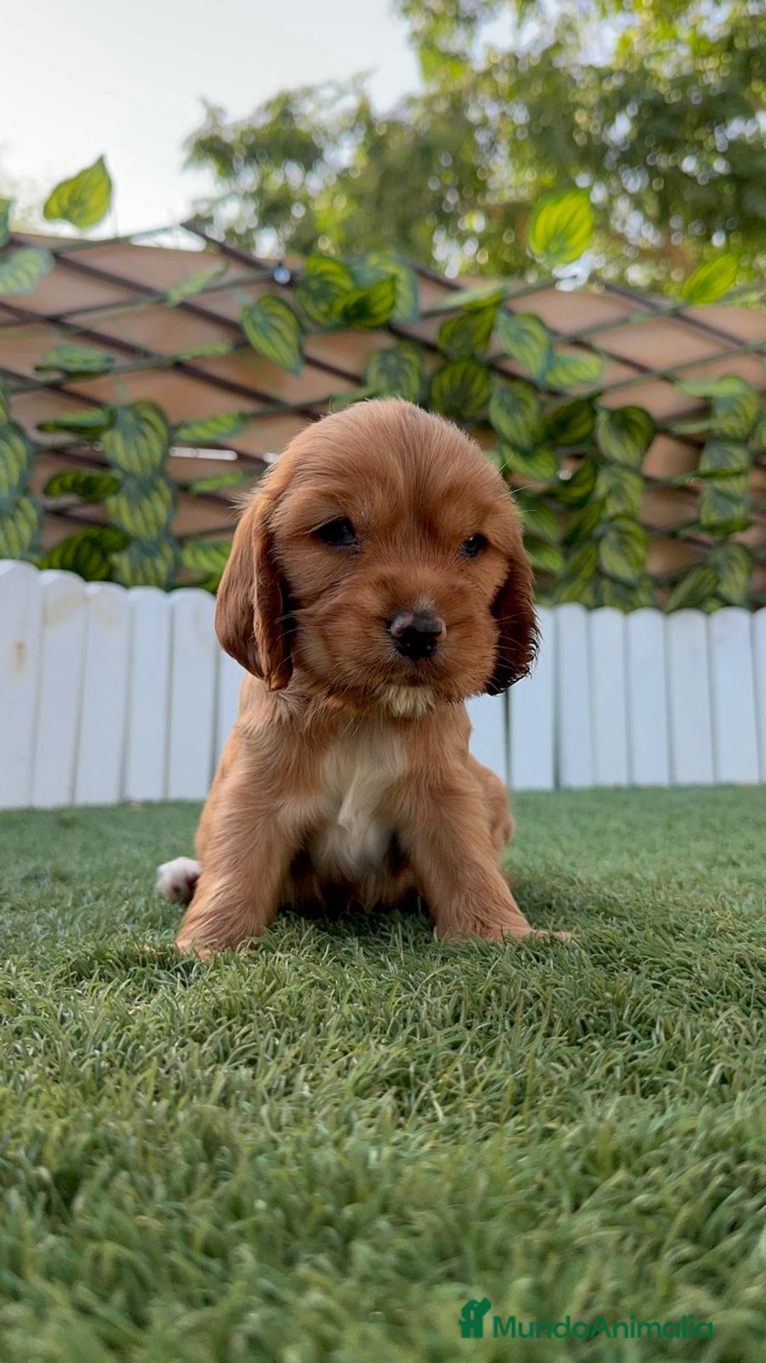 Cocker Spaniel Inglés perros en venta: COCKER SPANIEL INGLES - Imagen 10