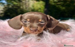 Teckel Miniatura perros en venta: Teckel mini chocolate  - Imagen 4