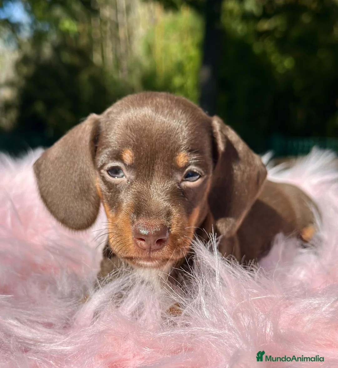 Teckel Miniatura perros en venta: Teckel mini chocolate  - Anuncio 4