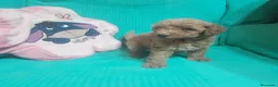 Caniche Toy perros en venta: CANICHE TOY - Anuncio 11