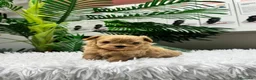 Maltipoo perros en venta: MALTIPOO 100%  - Anuncio 3