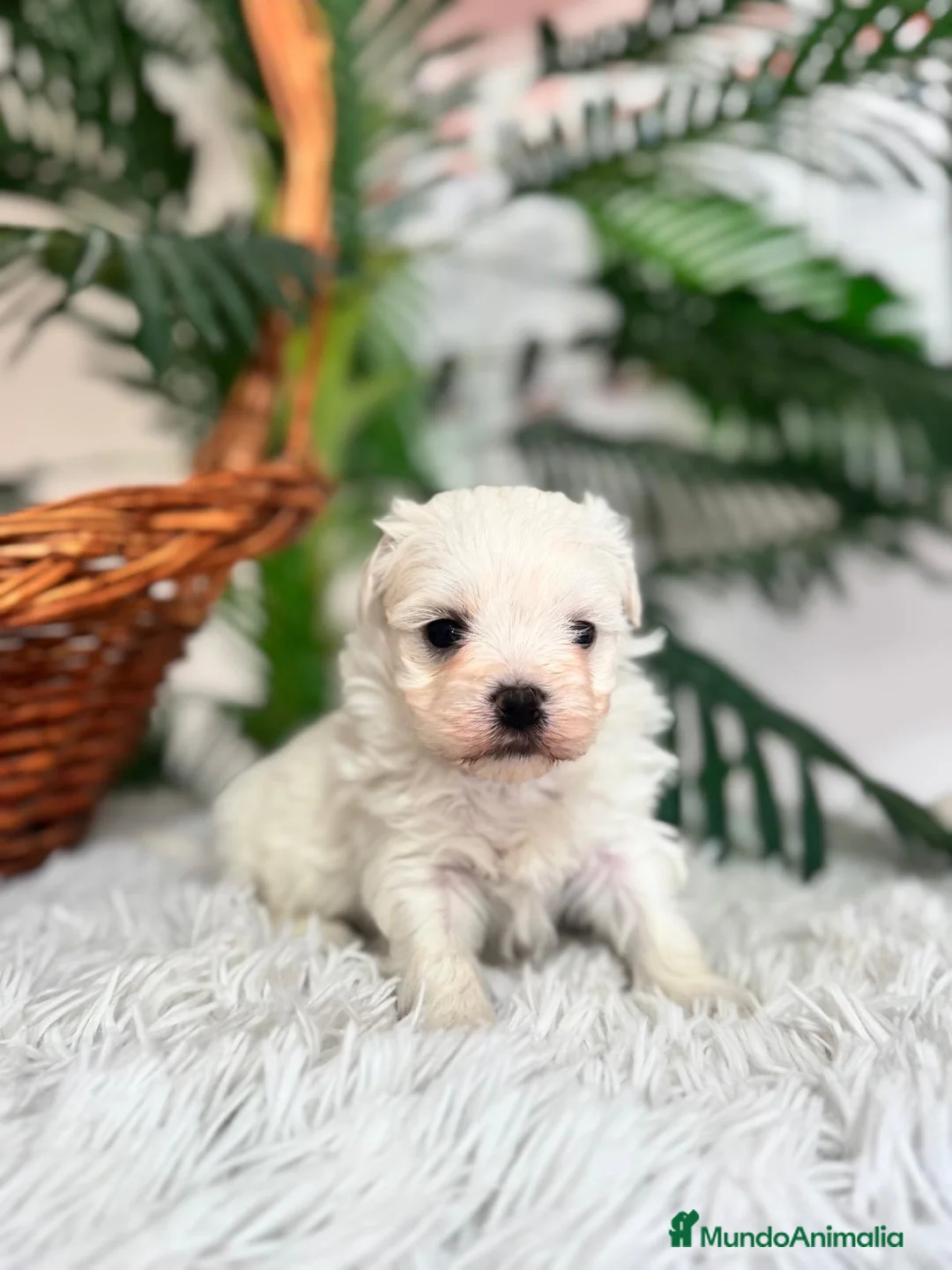 Bichón Maltés perros en venta: BICHON MALTES MACHO - Anuncio 5