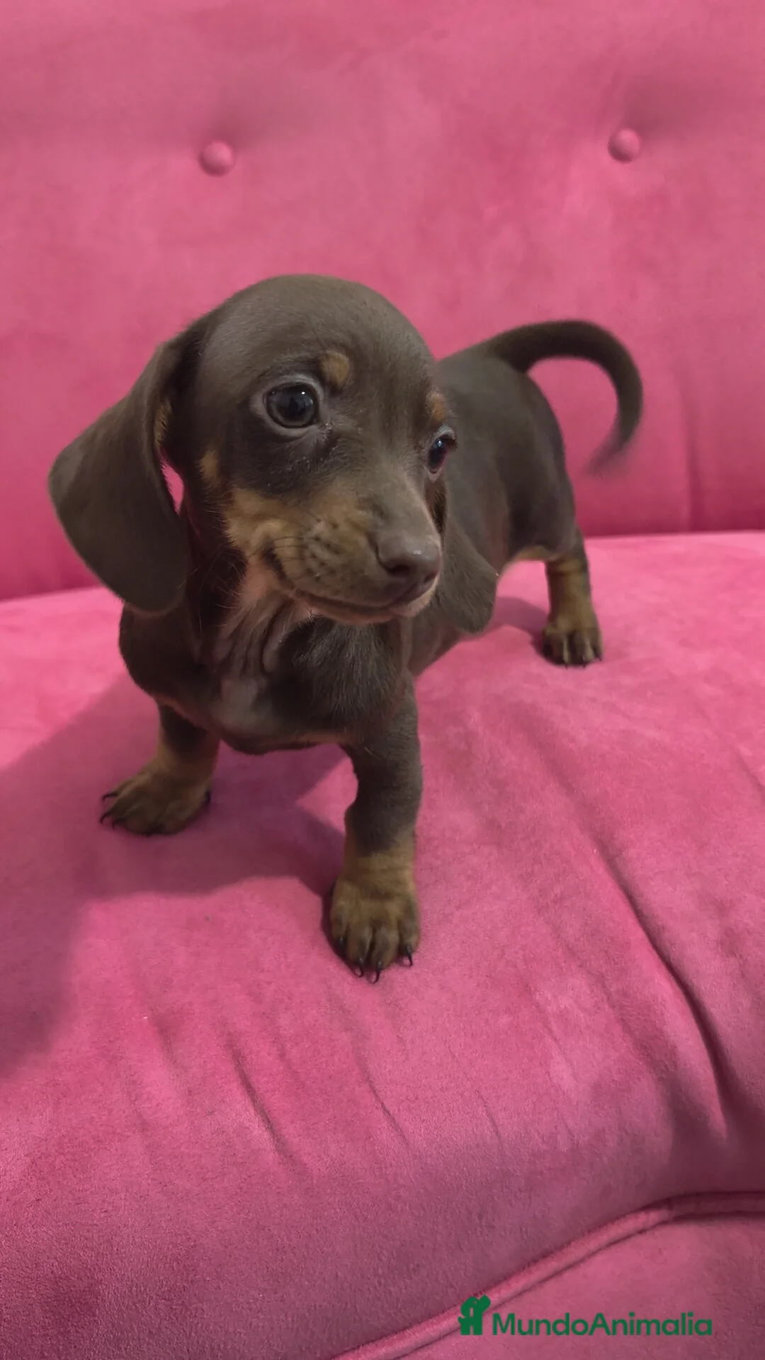 Teckel Miniatura perros en venta: Teckel chocolate 🍫 ♂️♀️ - Anuncio 9