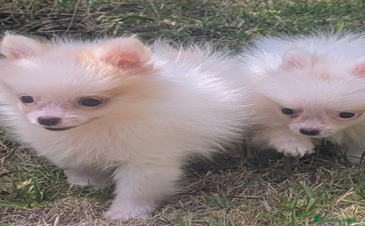 Spitz pequeño - Kleinspitz perros - Anuncio 1
