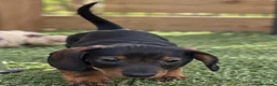 Teckel Miniatura perros en venta: Cachorros teckel miniatura - Anuncio 3