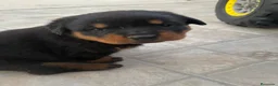 Rottweiler perros en venta: Rottweiller - Anuncio 5