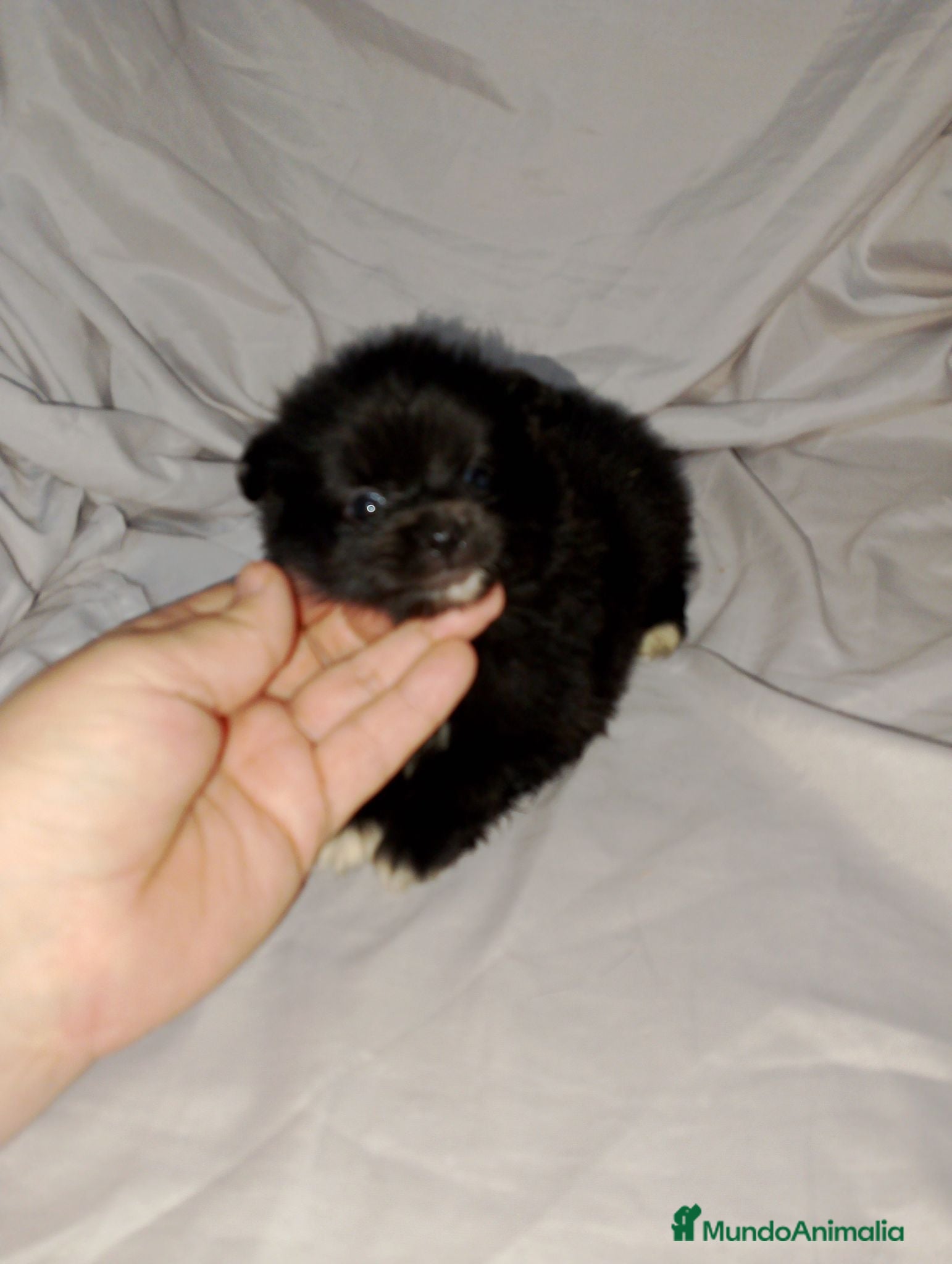 Pomchi perros Camada de pomchi  - Anuncio 2