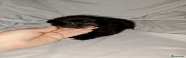 Pomchi 3