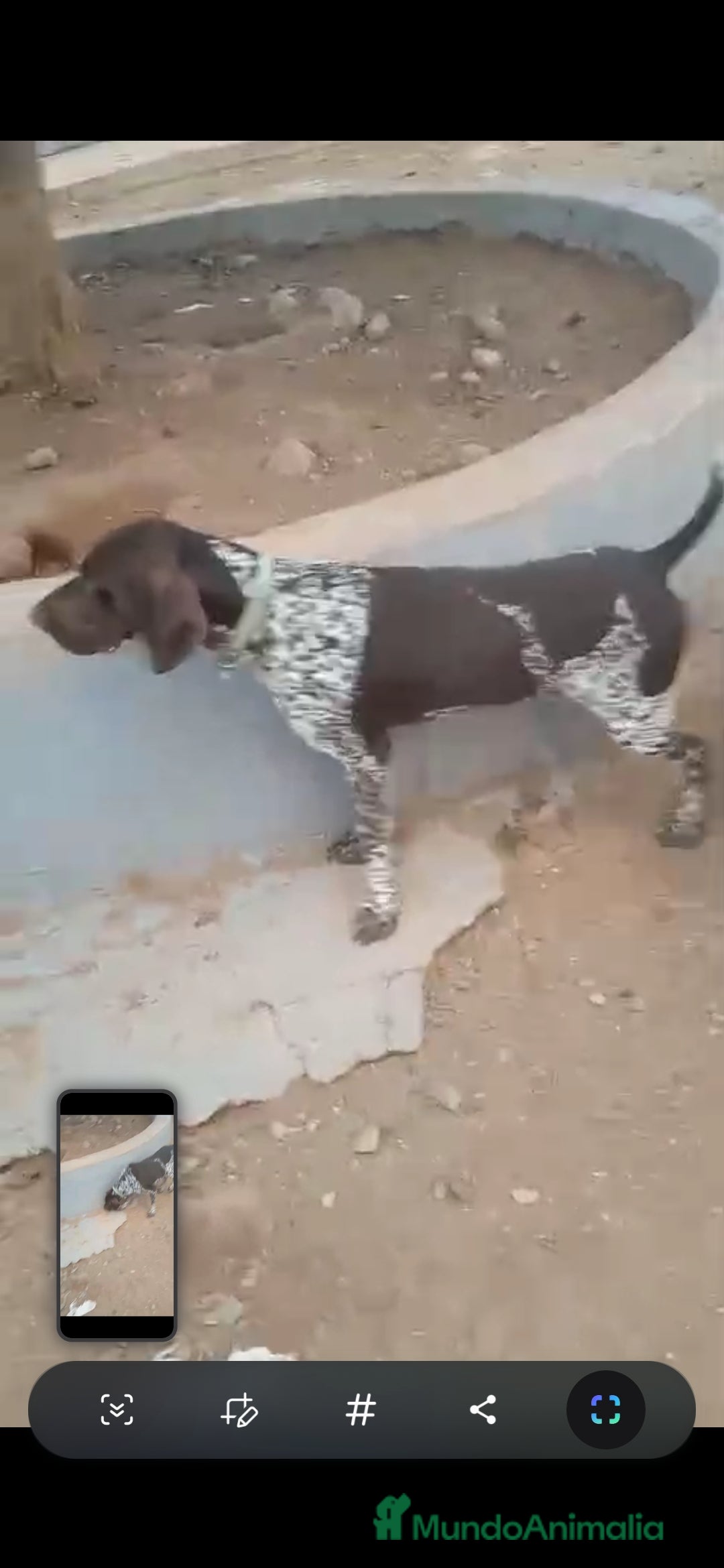 Braco Alemán de Pelo Corto perros en venta: Excelente camada de braco alemán  - Anuncio 1