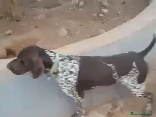 Braco Alemán de Pelo Corto perros Excelente camada de braco alemán - Anuncio 1