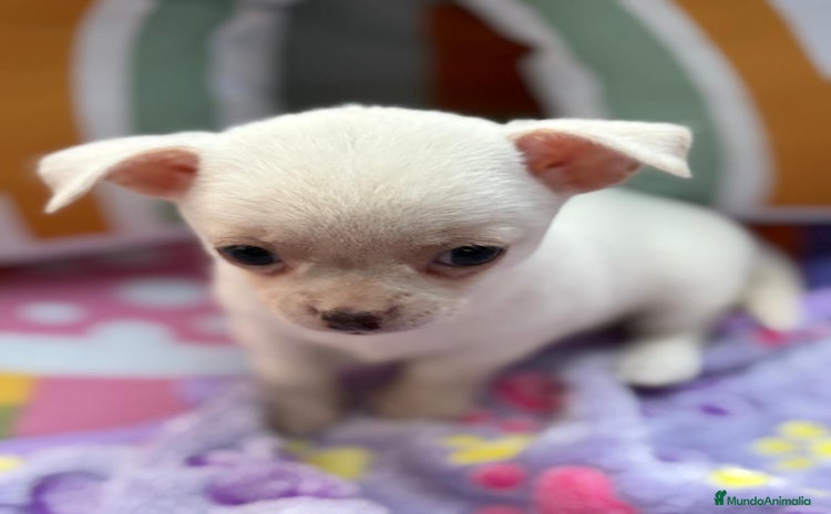 Chihuahua perros - Anuncio 2