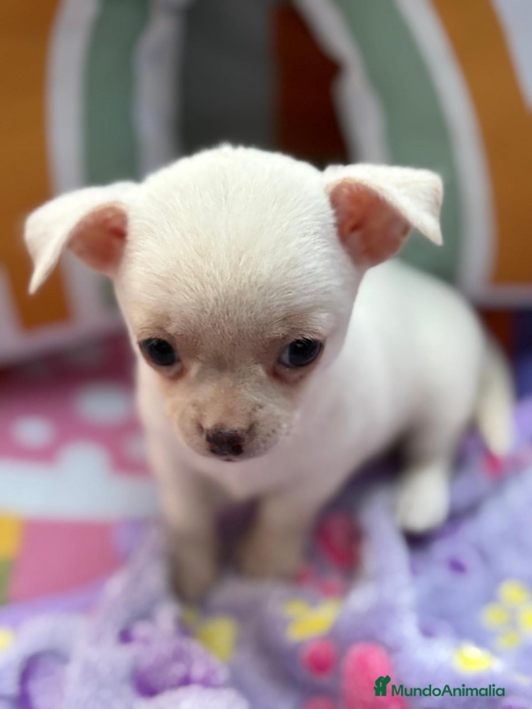 Chihuahua perros en venta: Chihuahua toy - Imagen 1