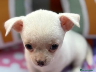 Chihuahua perros - Anuncio 12