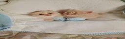 Persa gatos en venta: Gatitos persa himalayo  - Anuncio 2