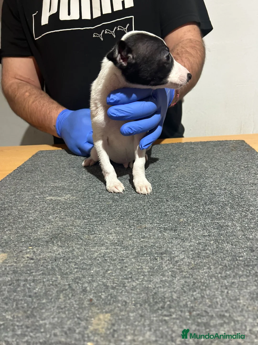 Raza Mixta perros en venta: Cachorros  - Anuncio 7